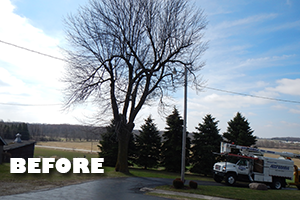 Affordable Tree Service - Services: Tree Removal