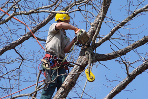 Affordable Tree Service - Services: Tree Trimming